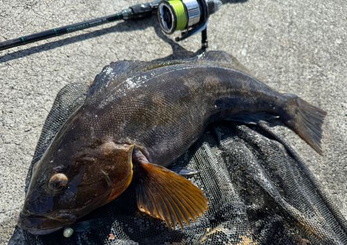 アイナメの釣果
