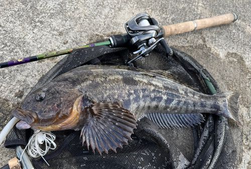アイナメの釣果