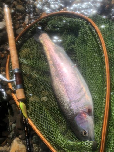 ニジマスの釣果