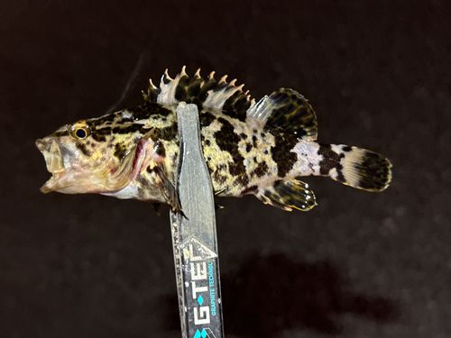 タケノコメバルの釣果