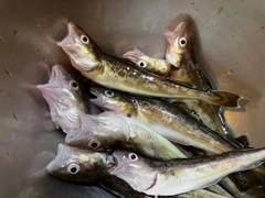 コマイの釣果