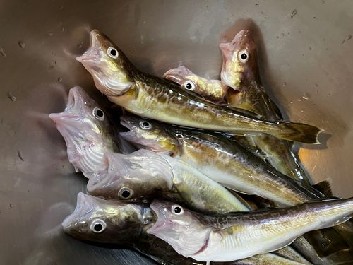 コマイの釣果