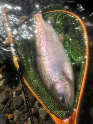 ニジマスの釣果