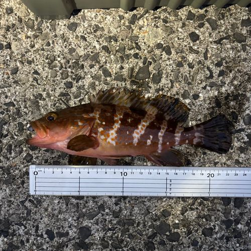 アコウの釣果