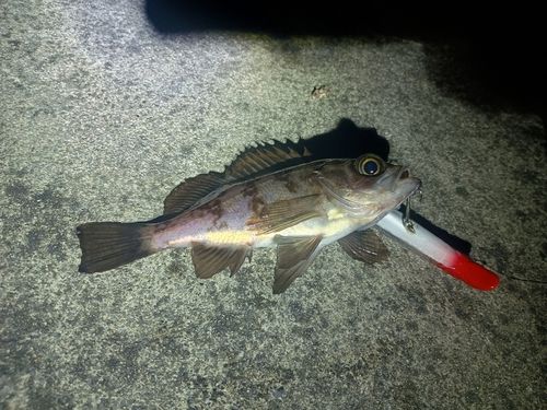 メバルの釣果