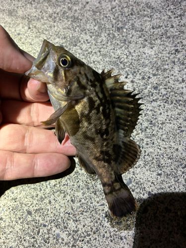 ソイの釣果