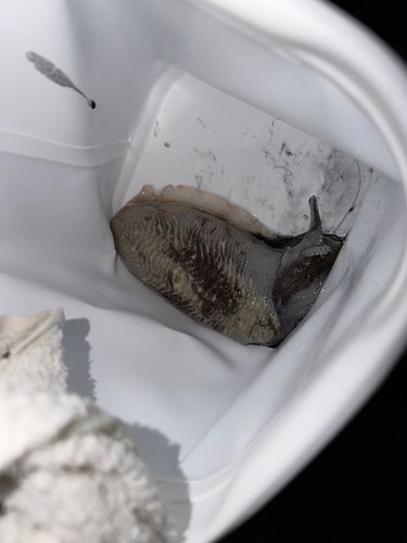 コウイカの釣果
