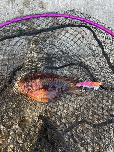 コウイカの釣果