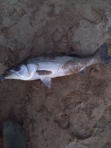 スズキの釣果