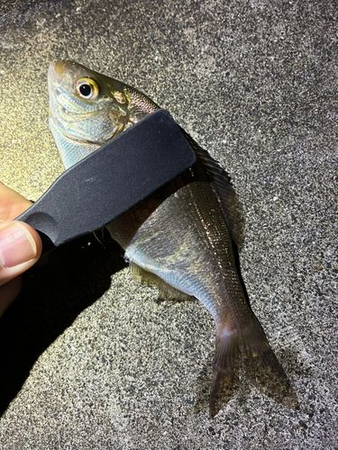 ウミタナゴの釣果
