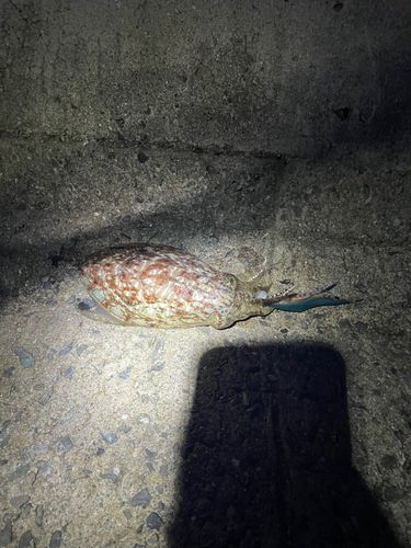 コウイカの釣果