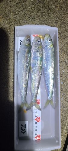 イワシの釣果