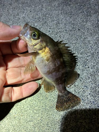 メバルの釣果
