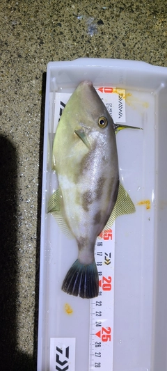ウマヅラハギの釣果