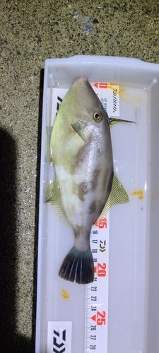 ウマヅラハギの釣果