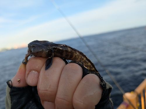 アナハゼの釣果