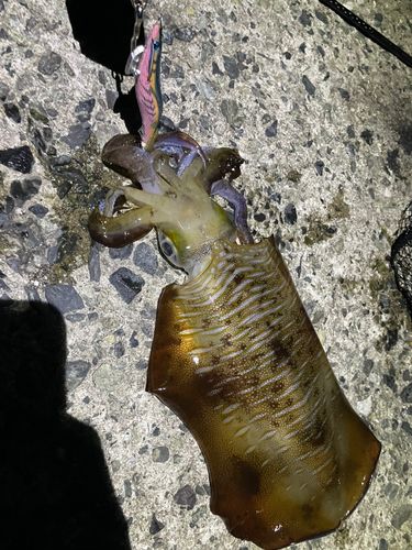アオリイカの釣果