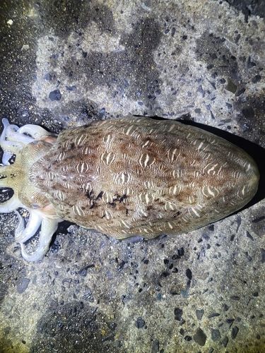 モンゴウイカの釣果