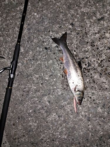 ウグイの釣果