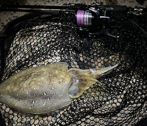 コウイカの釣果