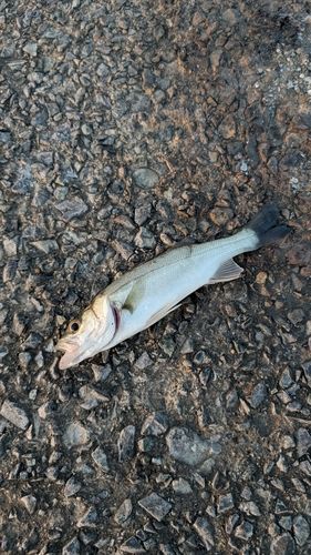 セイゴ（マルスズキ）の釣果