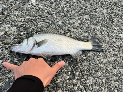 セイゴ（ヒラスズキ）の釣果