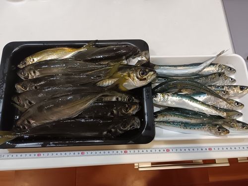 マアジの釣果