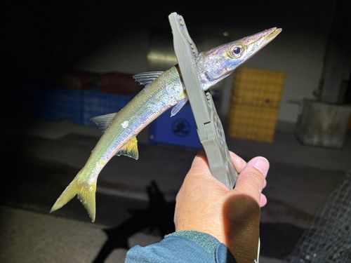カマスの釣果
