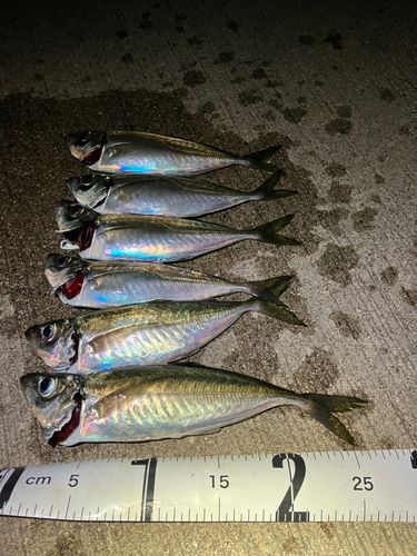 アジの釣果