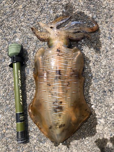 タコの釣果