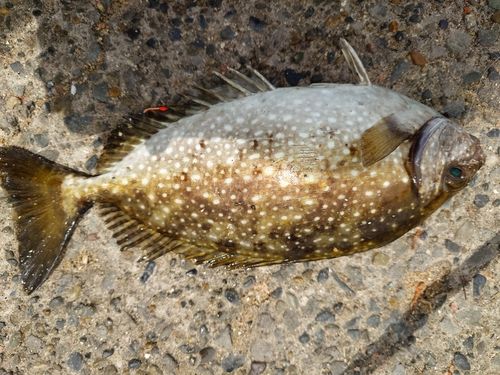 アイゴの釣果