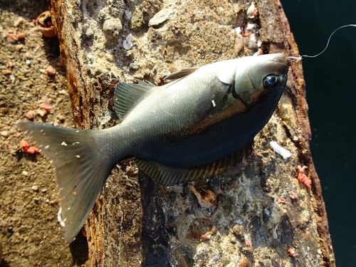 メジナの釣果