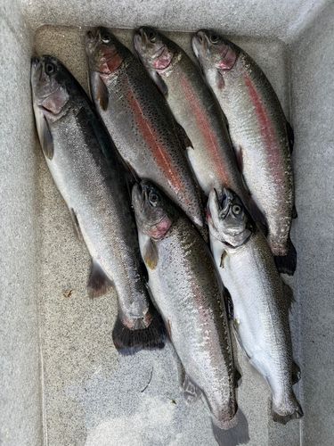 ニジマスの釣果