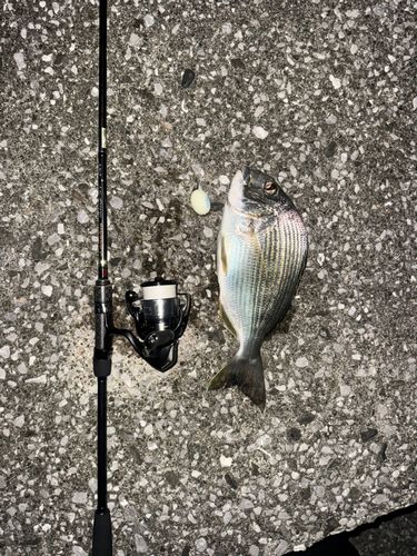ヘダイの釣果