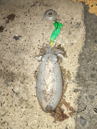 コウイカの釣果
