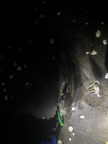スズキの釣果