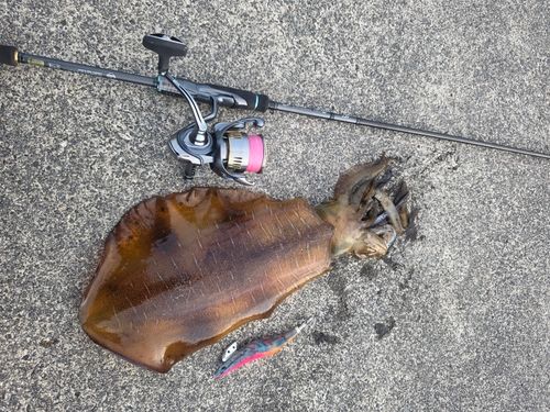 アオリイカの釣果