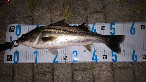 シーバスの釣果