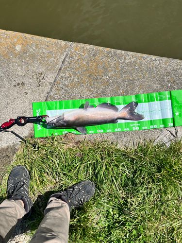 アメリカナマズの釣果