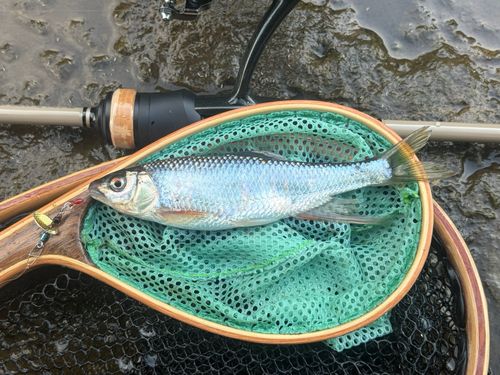 オイカワの釣果