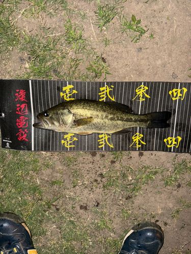 ラージマウスバスの釣果