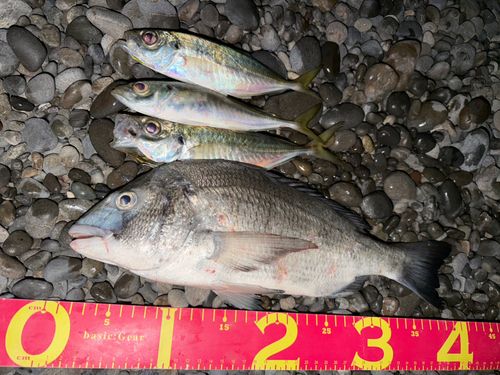 チヌの釣果