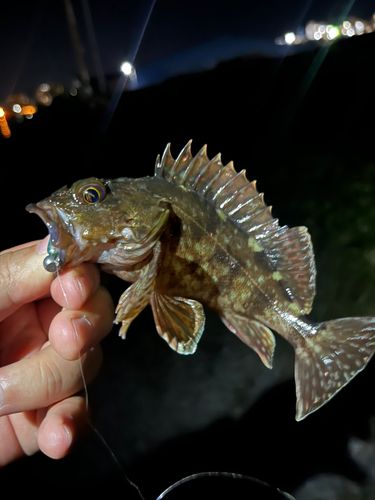 カサゴの釣果