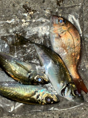アジの釣果