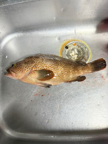 キジハタの釣果