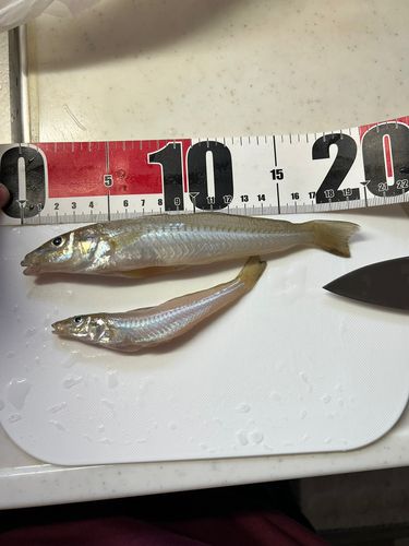 キスの釣果
