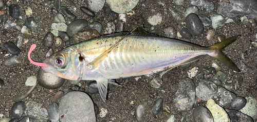 マアジの釣果