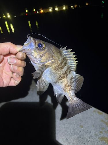 メゴチの釣果