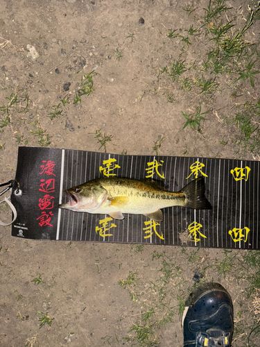 ラージマウスバスの釣果