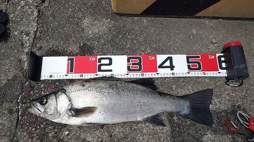 セイゴ（ヒラスズキ）の釣果